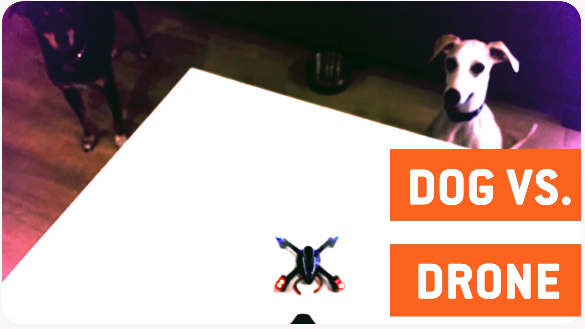Dog Ruins Drone’s Maiden Flight | Quadcopter vs. Dog