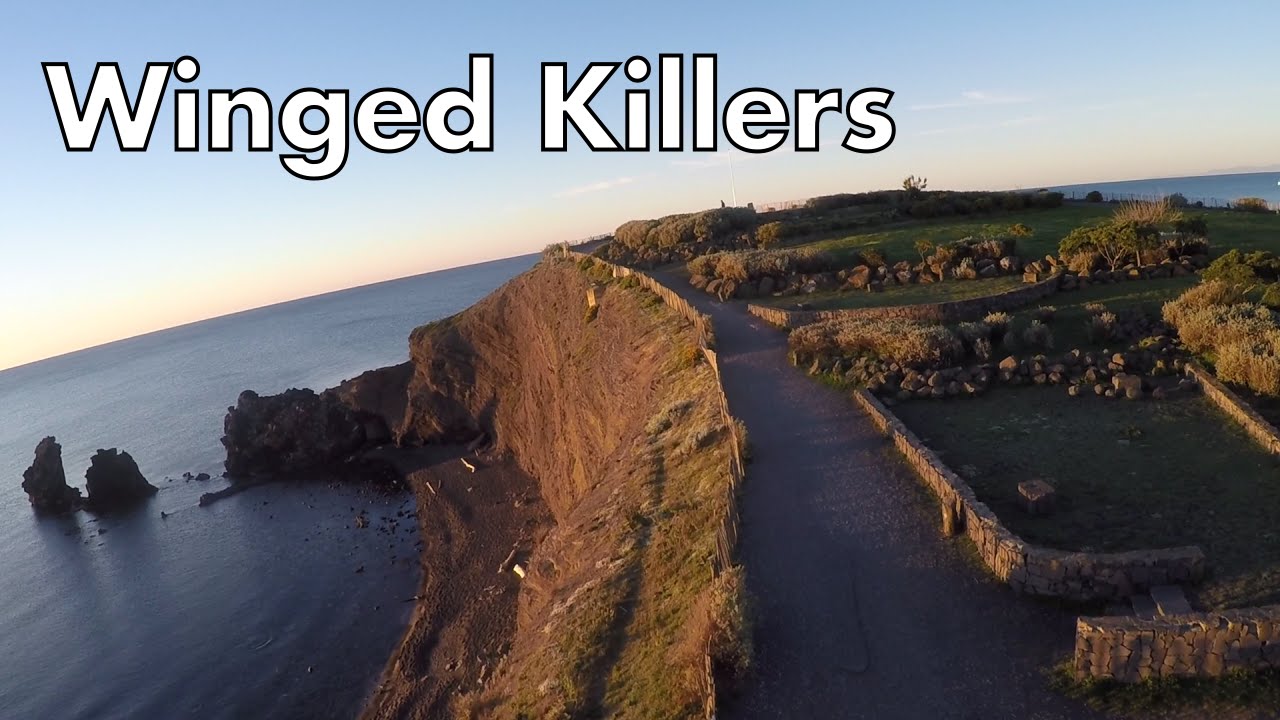 Winged killers – Cap d’Agde