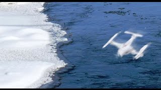 Drone a bagno nel fiume gelato