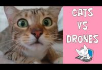CATS VS DRONES – the best funny fails compilation 2018
