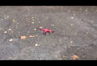 Dron Quadcopter – Magic Speed – Coooool zabawa