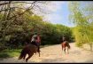 Chasing horses with FPV drone 🐎