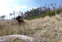 Horse gallop in the Forest