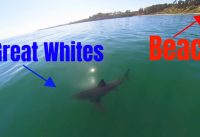 GREAT WHITE SHARKS CLOSE TO SHORE – FPV DRONE SHARK FOOTAGE
