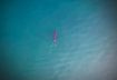 Drone Spots One of Our Tagged Great White Sharks