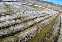 Lutte contre le gel arboriculture pommier abricotier (FPV Drone)