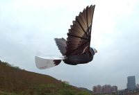 Having Fun Flying GoGo Bird RC Eagle Flappying Wing Ornithopter RC bald Eagle