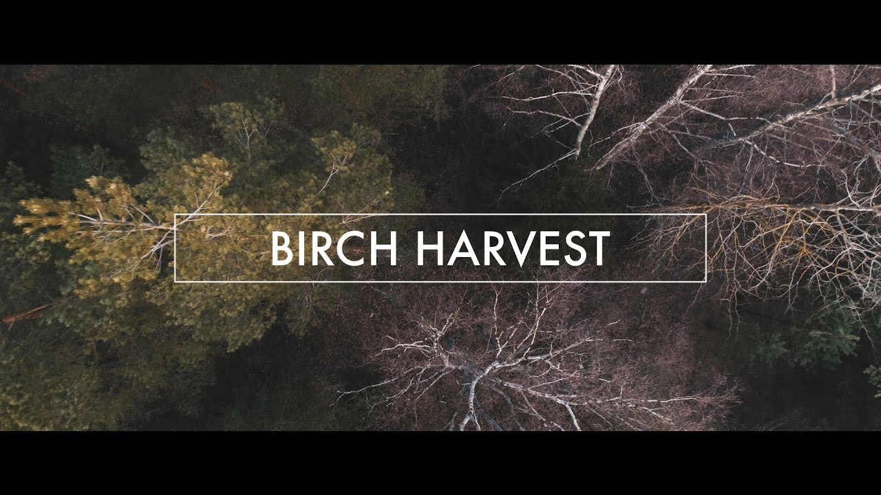 Birch Harvest (DJI Phantom 4 Pro, Sony A6500, Zhiyun Crane)