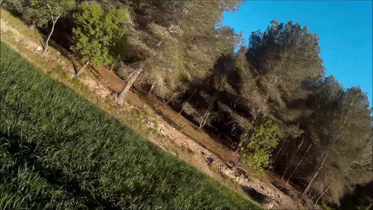 Fpv Drone Racing Between trees
