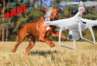 When Animals Chase DRONES..Who ends up in the DOG HOUSE? MAIL- 100