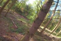 Flying the deep forest – FPV Freestyle