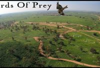 Birds Of Prey – FPV 4K