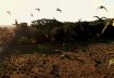 Drone FPV – Voando com as Maritacas – GoPro 8