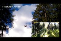 Dromida Vista Quadcopter Fail – Absturz mehr als 25 Meter tief – Baum – drone fails