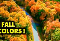 Aerial Drone Flight of the Glowing Autumn Forest