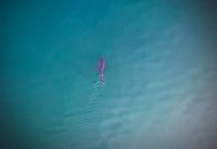 Drone Spots One of Our Tagged Great White Sharks
