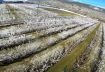 Lutte contre le gel arboriculture pommier abricotier (FPV Drone)